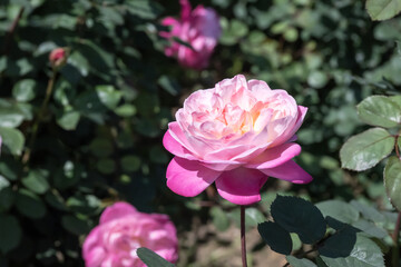 Beautiful rose in the park.