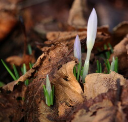 Frühlingsboten