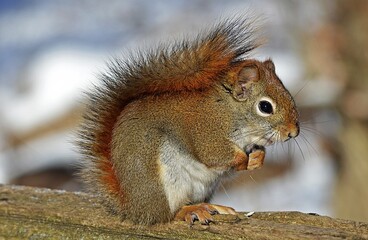 Naklejka premium Baby Squirrel Embracing Nut: Tiny Treasures