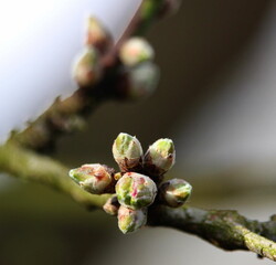 Mandelbaum im Februar