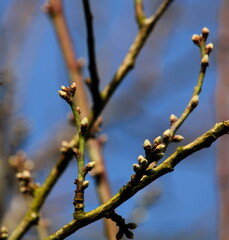 Mandelbaum im Februar