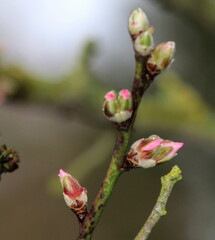 Mandelbaum im Februar