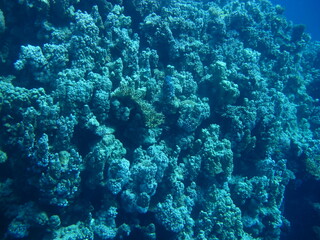 A close-up view of a coral reef displaying an array of intricate coral formations with some small fish swimming around, highlighting the reef's complexity.