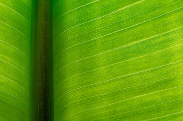 Close-up of texture on a green leaf