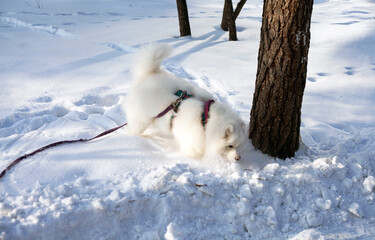 Samoyed dog in a harness and on a leash frolics in the snow for a walk