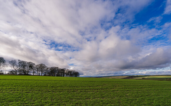 Field with a line of trees at the edge. Agricultural land, part of the Yorkshire Wolds Countryside.