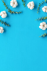 Flowers border with green eucalyptus branches and dry cotton flowers on blue background top view copy space