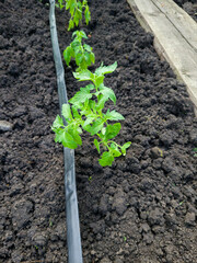 Green tomato seedlings in ground next to micro irrigation hose. Irrigation system in vegetable...