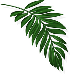 Palm Leaf and Shadow,Vector illustration.Tropical Summer, Coconut leaves, Holiday Summer backdrop. Eps 10