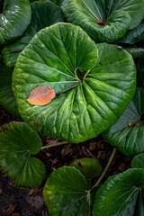 fall leaf on a large leaf