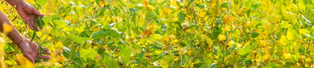 soybeans in the hands of a farmer on the field. Selective focus.