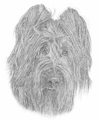 Briard Pen and Ink Portrait