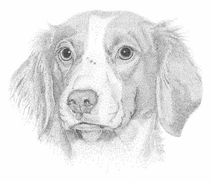 Brittany Spaniel Pen and Ink Portrait