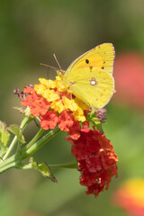 Clouded Yellow