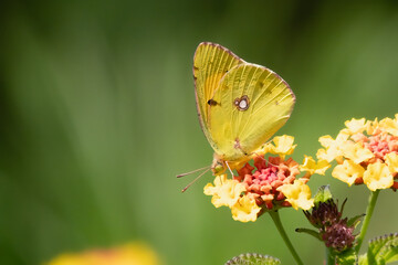 Clouded Yellow