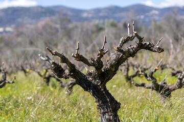 Close-up of dry grape vine trunk on vineyard in springtime 