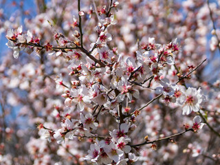 Pink and white almond blossoms on tree branch 