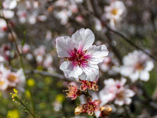 Close-up of white and pink almond flower