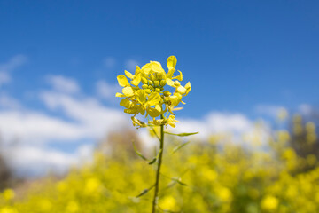 Yellow rapeseed blossom in front of blue sky in sunlight