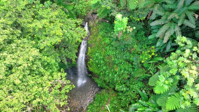 Aerial, push in shot of a tropical waterfall and pool in the Puerto Rican mountains, surrounded by lush rainforest vegetation.