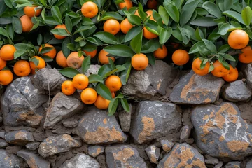 Fotobehang Low section of ancient stone wall with gaps between cobbles overflowing abundant ripe tangerines. © RodriguezGarcia