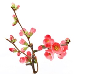 Twig, buds and flowers of Japonese Quince , scientific name is Chaenomeles Japonica, in springtime. White background