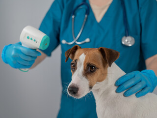 A veterinarian measures the temperature of a Jack Russell Terrier dog with a non-contact electronic thermometer.