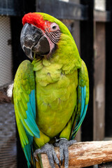 A close up photo of a beautiful military macaw bird sitting on the branch of a tree at Lembang Park and Zoo, Bandung, Indonesia.