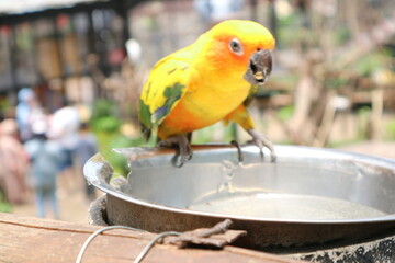 A close up photo of a beautiful yellow parrot sitting on the branch of a tree at Lembang Park and Zoo, Bandung, Indonesia.
