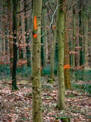Zur Fällung markierte Bäume im Mischwald