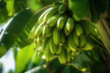 A bunch of green bananas hanging from a tree, surrounded by lush leaves. - obrazy, fototapety, plakaty