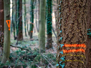 Zur Fällung markierte Bäume im Mischwald