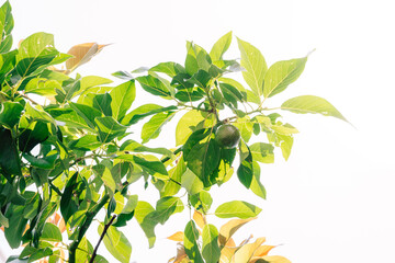 Avocado fruits on a Avocado tree in a garden.
