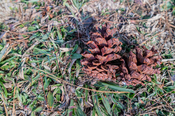 Pines on the ground at Cikole Camping Park, Bandung, Indonesia, a perfect camping destination.	