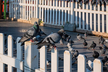 Doha, Qatar - February 8, 2024: Two pigeons standing on a wooden fence inside Souq Waqif, Doha, Qatar