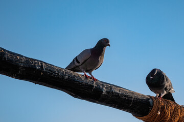 Doha, Qatar - February 8, 2024: Two doves stand on a wooden branch in Souq Waqif, Doha, Qatar