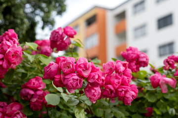 Fototapeta na wymiar Floribunda rose bush with bouquets of open dark pink flowers on the background of the building