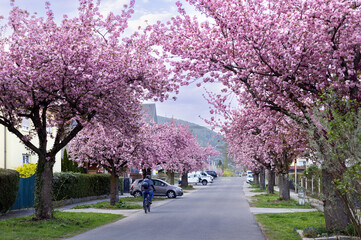 An alley of blooming pink cherry blossoms along the houses. European Street
