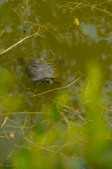 Red eared slider or red eared terrapin  turtle swimming in the pond.