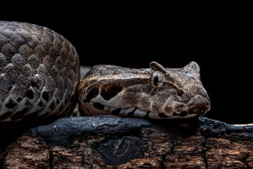 The Death Adder snake (Acanthophis antarticus) native to Australia, is known as one of the most...