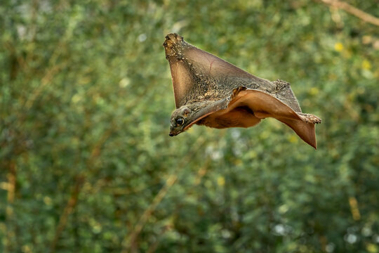 Flying Lemur (Galeopterus variegatus) in the rainforest of Java, Indonesia.