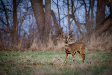 Roe deer (Capreolus capreolus) on a meadow in spring