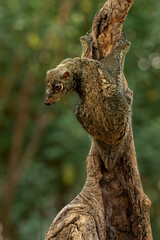 Flying Lemur (Galeopterus variegatus) in the rainforest of Java, Indonesia.