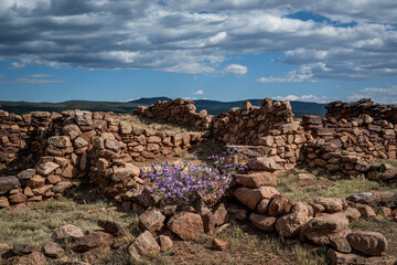 ruins in the desert with purple flowers