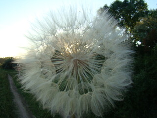 Obraz premium Ukraine, dandelion