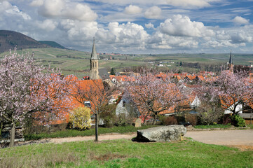 Springtime with Almond Blossom in Palatinate Wine Region,Germany