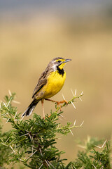 Obraz premium A yellow-throated longclaw, macronyx croceus, perched on a thorny acacia tree in Queen Elizabeth National Park, Uganda. Soft background with space for text.