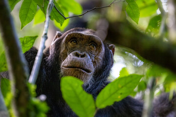 Adult chimpanzee, pan troglodytes, looks up to the sun shining through a break in the tree canopy. Kibale Forest, Uganda. Conservation program means that some troupes are habituated for human contact - 746648689