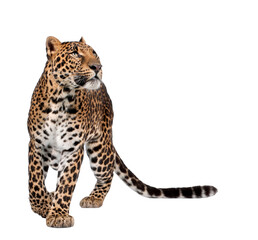Portrait of leopard, Panthera pardus, standing in front of white