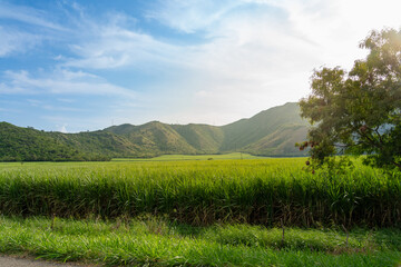 Field of sugarcane crops at sunset in a Colombian landscape.